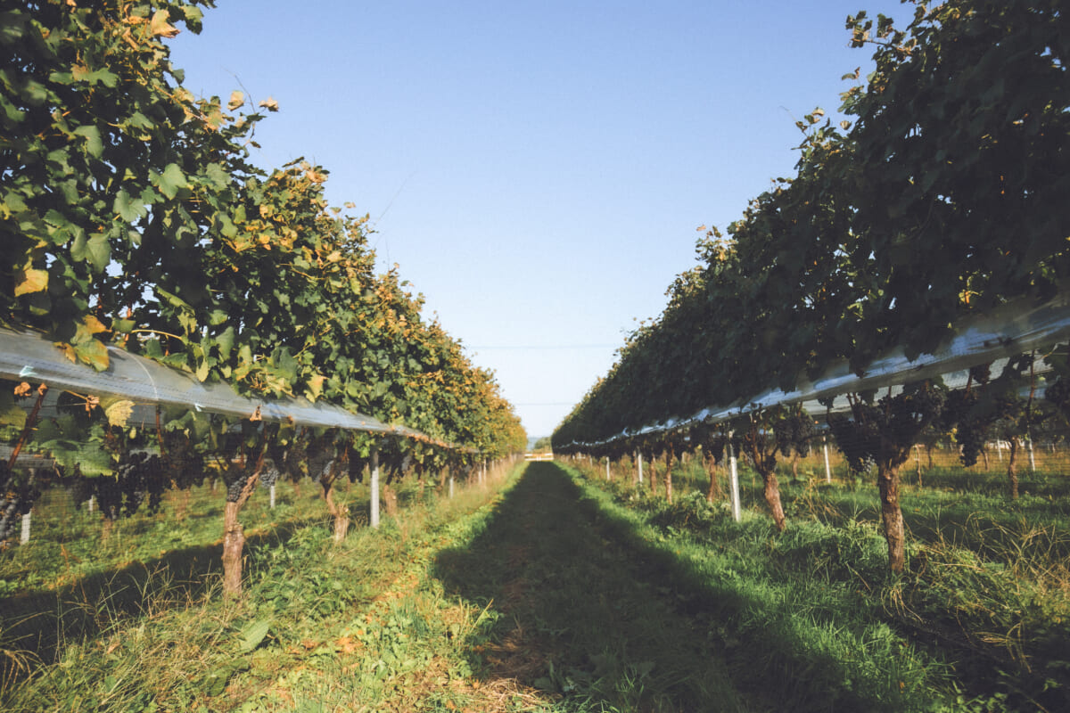 飲まないワイン醸造家──それでも人生を熟成させた理由【ピノ・コリーナ松ヶ丘】 飲まないワイン醸造家──それでも人生を熟成させた理由【ピノ・コリーナ松ヶ丘】