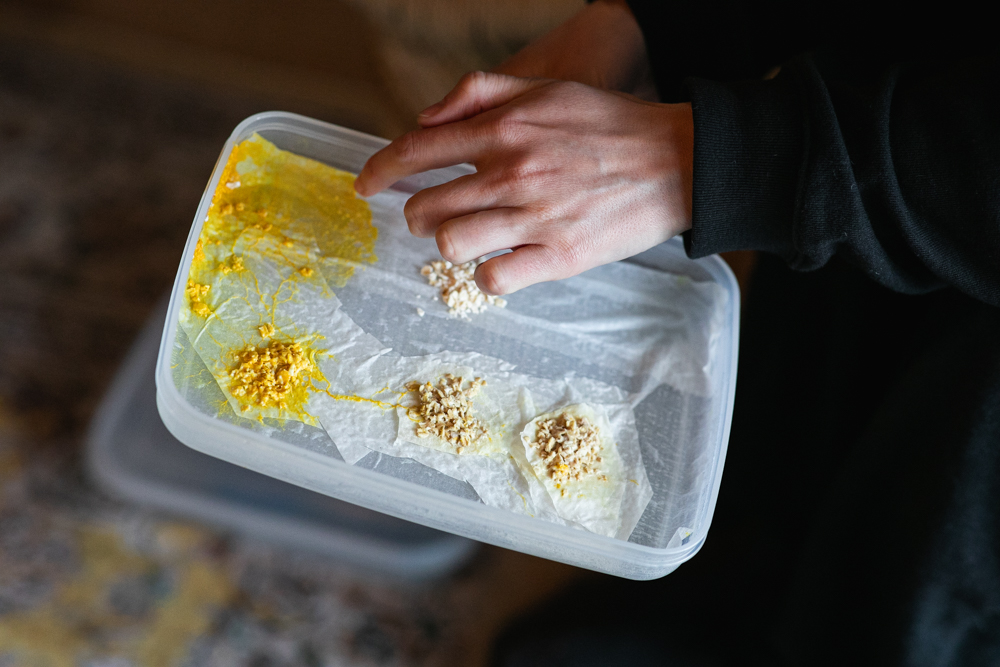 「生き物と生きる時間そのものがアート」粘菌で彩るヴァンズ「スリッポン」【バイオアーティスト・齋藤帆奈さん】 「生き物と生きる時間そのものがアート」粘菌で彩るヴァンズ「スリッポン」【バイオアーティスト・齋藤帆奈さん】